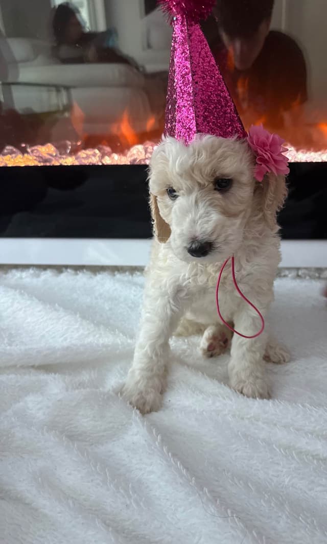 Poodle Puppies media 7