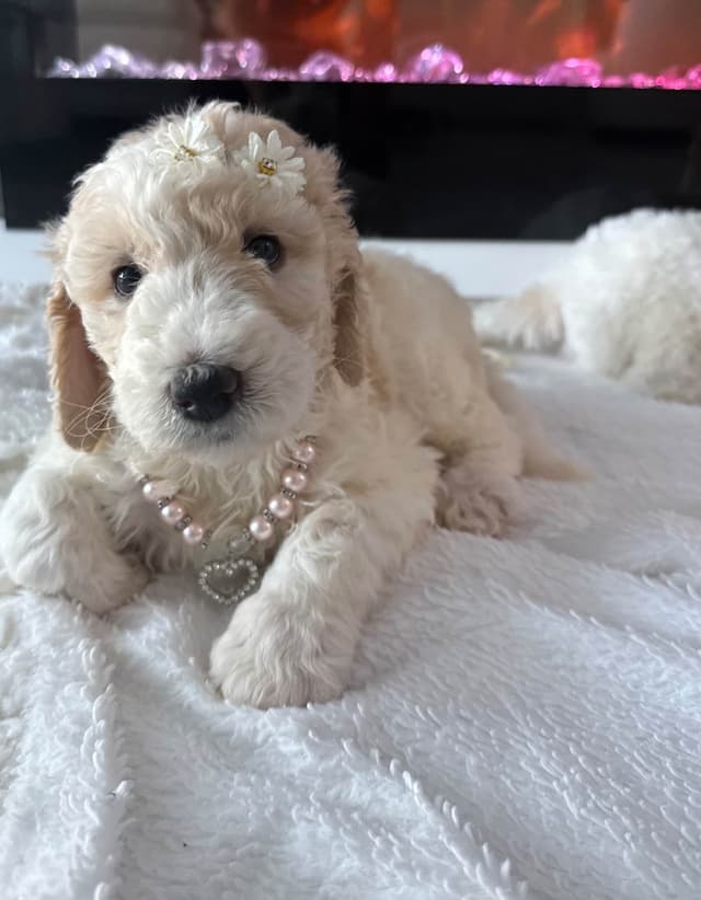 Poodle Puppies media 5