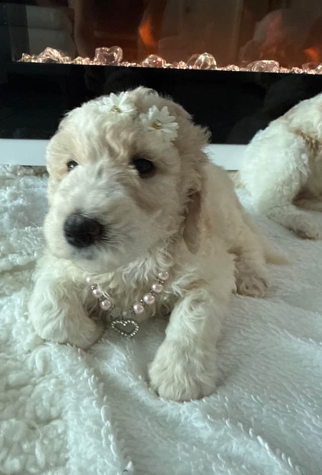 Poodle Puppies media 6