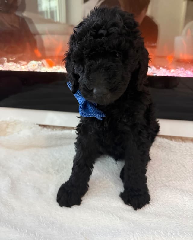 Poodle Puppies media 8
