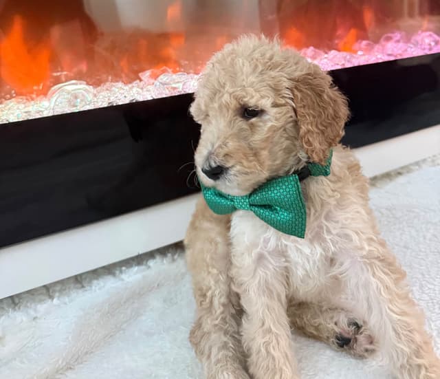 Poodle Puppies media 11