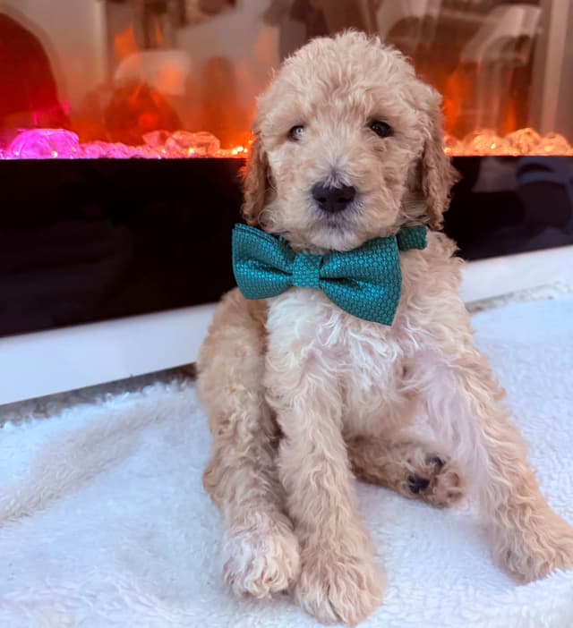 Poodle Puppies media 9