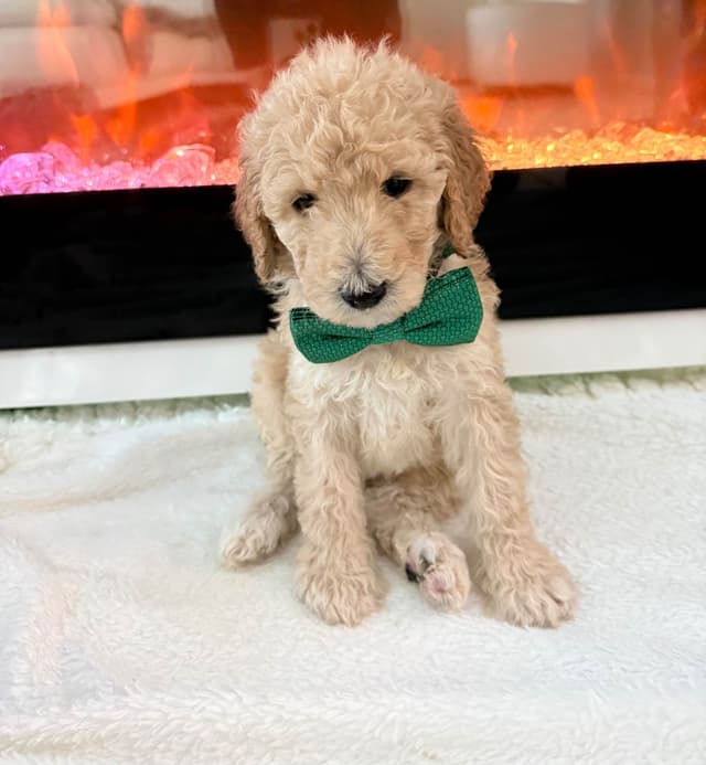 Poodle Puppies media 10
