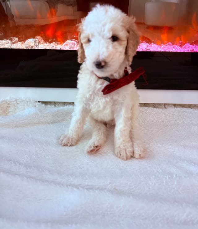 Poodle Puppies media 13