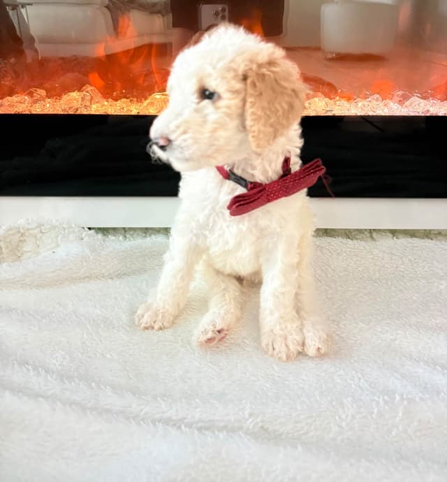 Poodle Puppies media 12