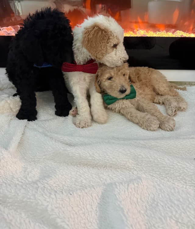 Poodle Puppies media 15