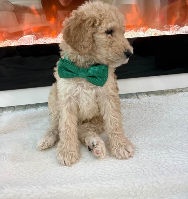 Poodle Puppies media 16