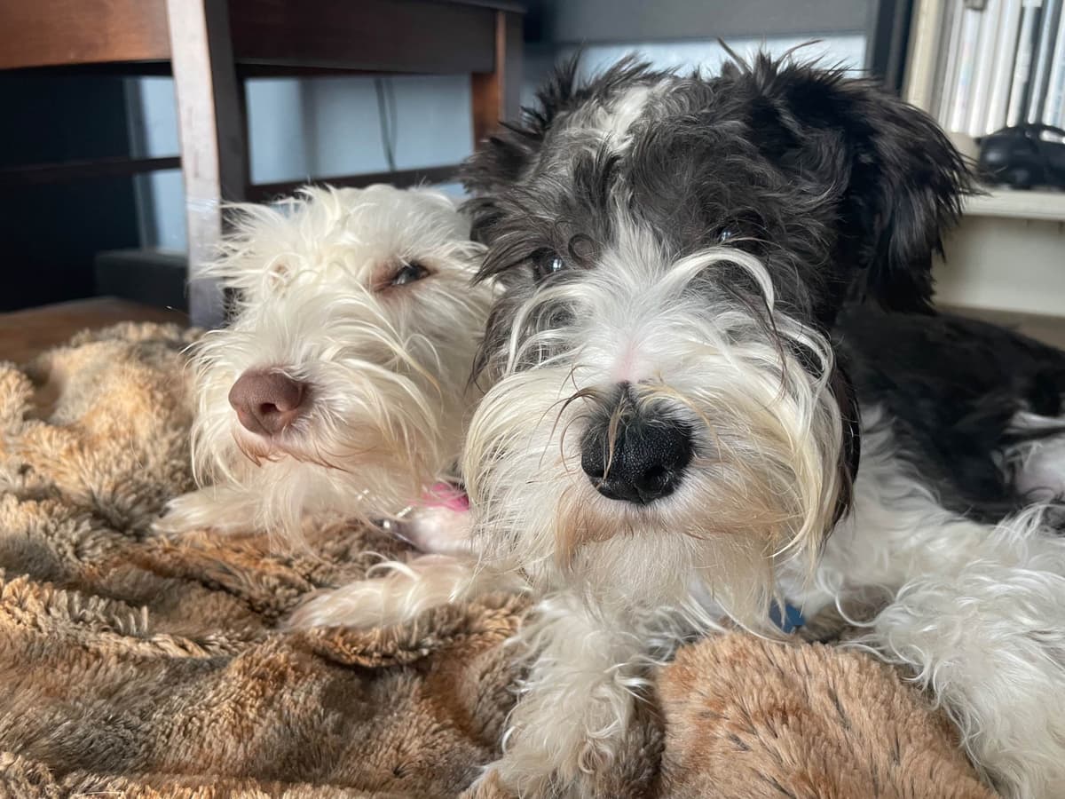 Texas Miniature Schnauzer Puppies breeder image 1