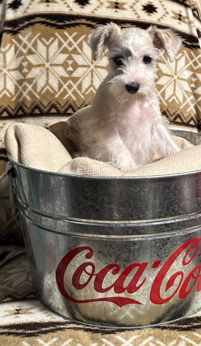 Miniature Schnauzer Puppies media 2