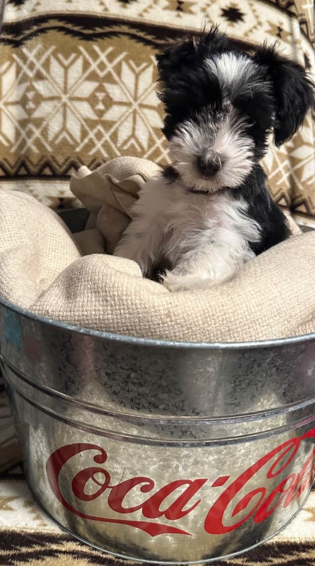 Texas Miniature Schnauzer Puppies media 2