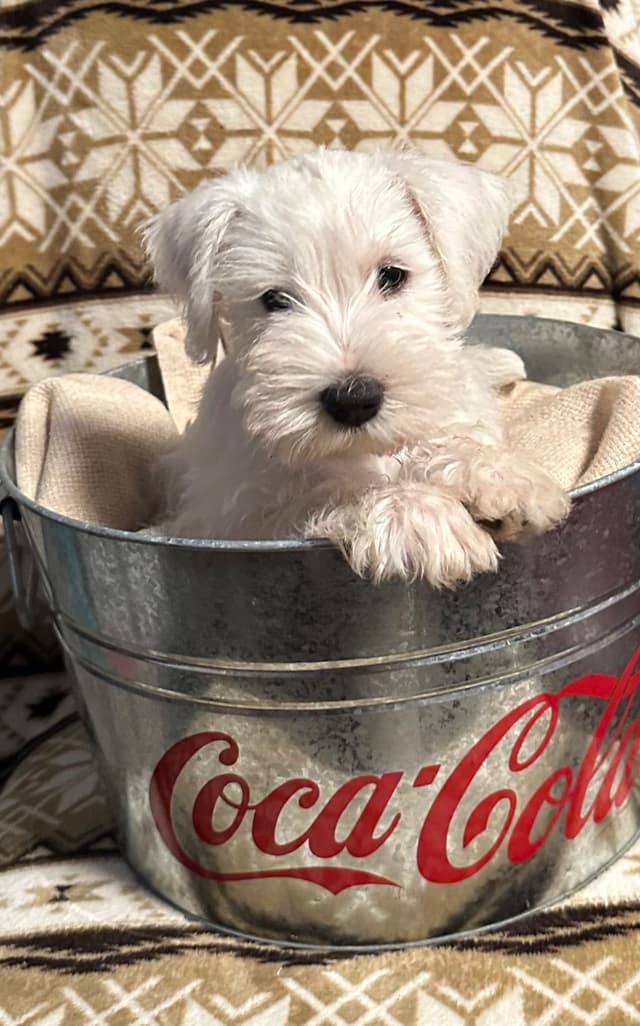 Texas Miniature Schnauzer Puppies media 3