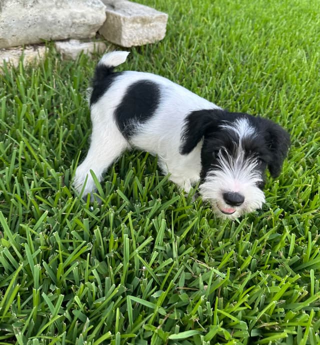 Texas Miniature Schnauzer Puppies media 4