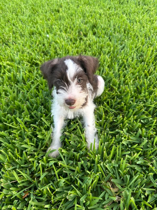 Texas Miniature Schnauzer Puppies media 5
