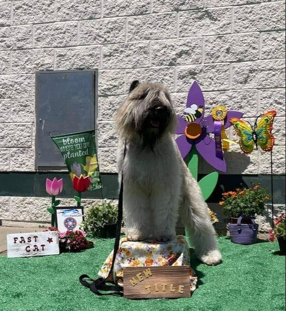 Bouvier des Flandres Puppies breeder image 1