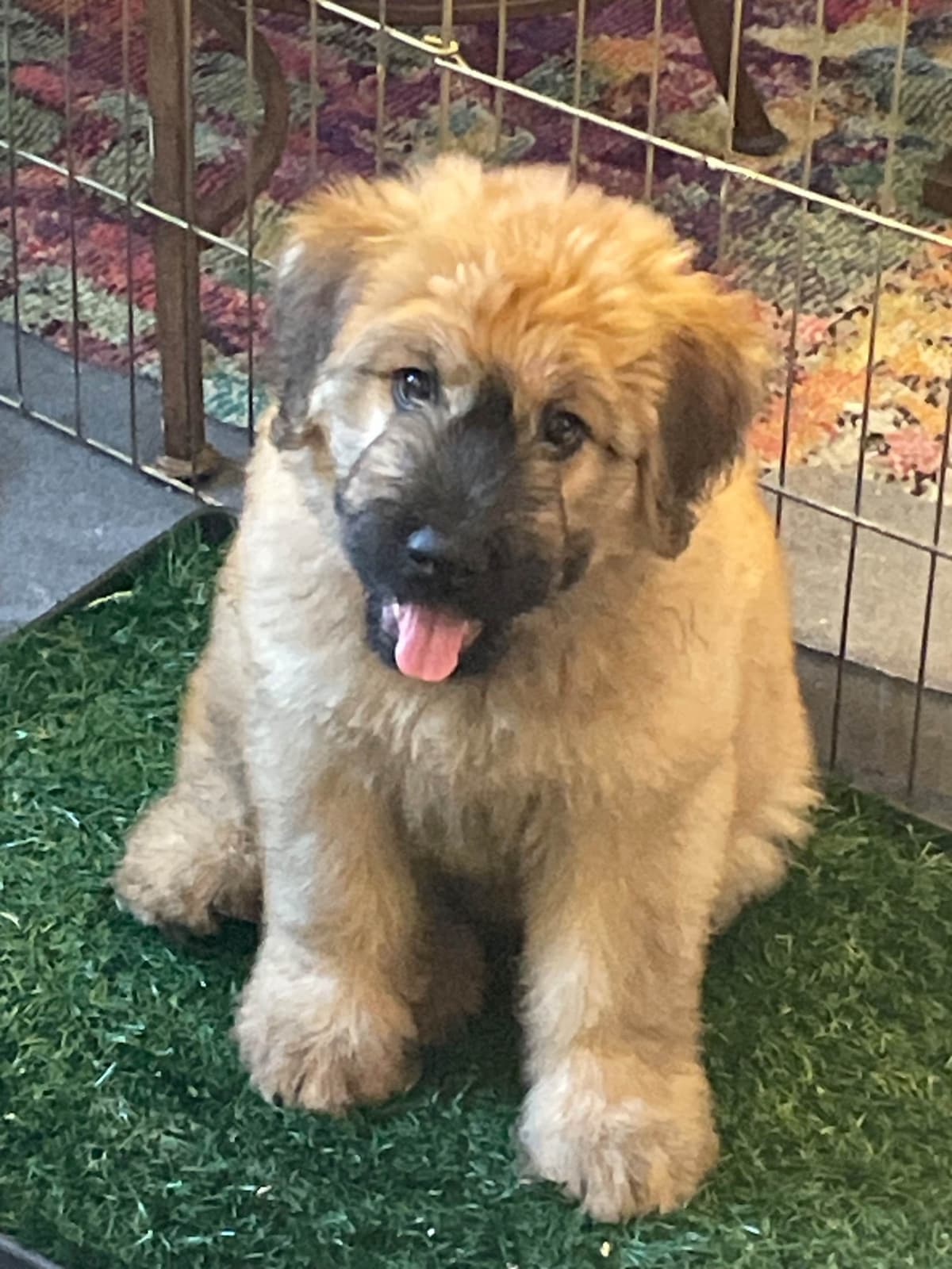 Bouvier des Flandres Puppies breeder image 3