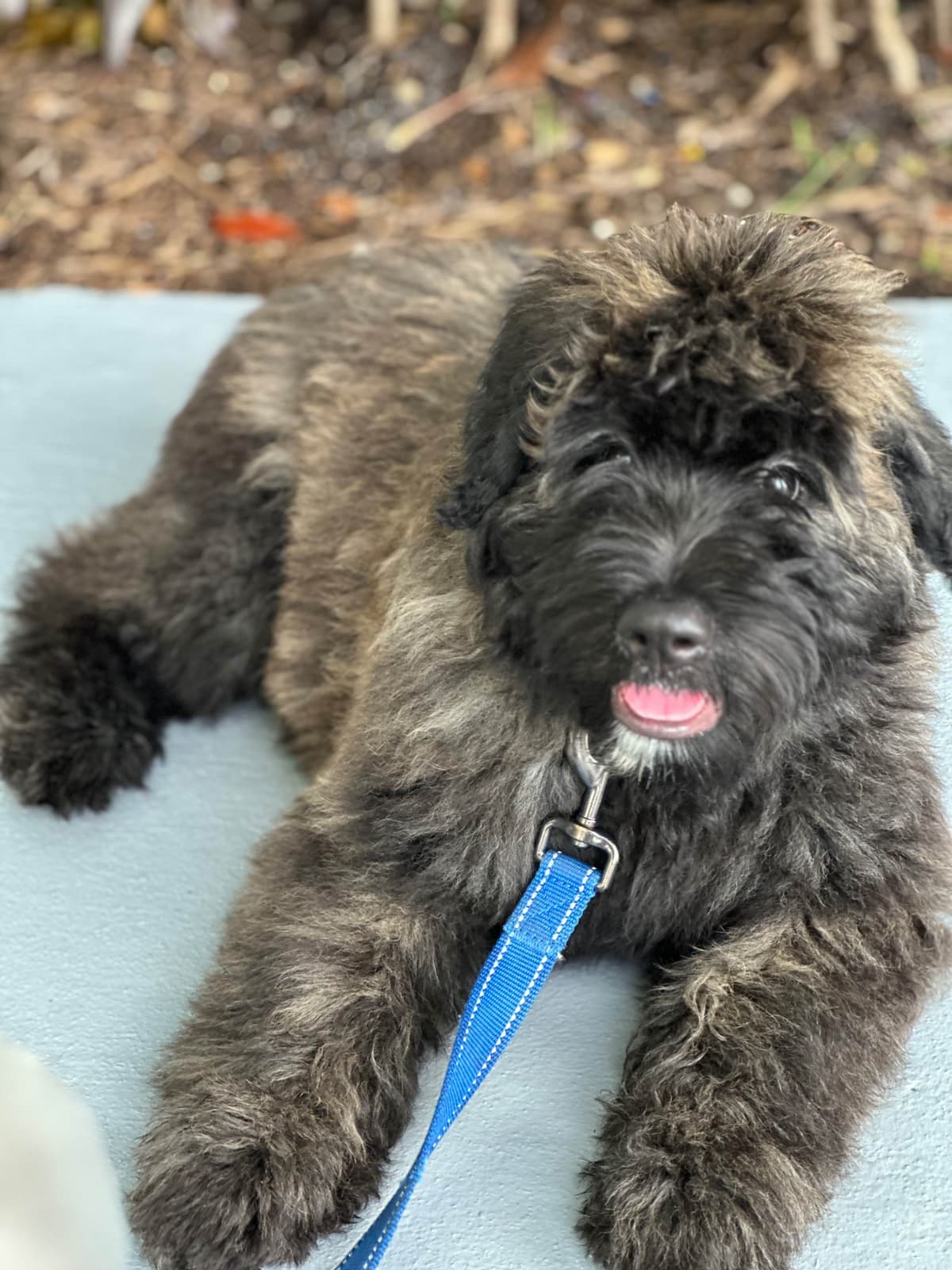 Bouvier des Flandres Puppies breeder image 4