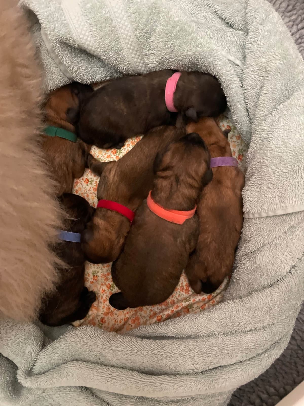 Bouvier des Flandres Puppies breeder image 6