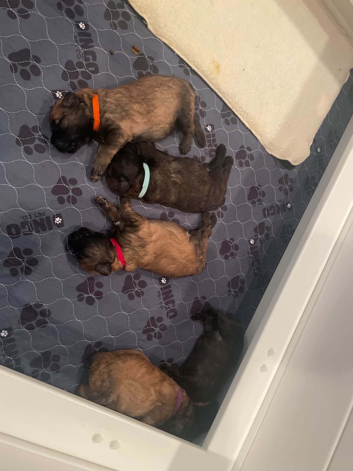 Bouvier des Flandres Puppies breeder image 7