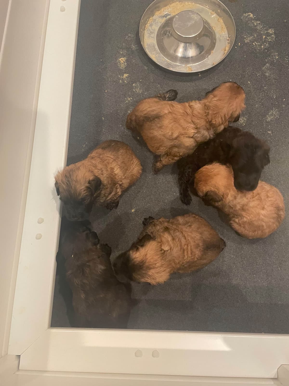 Bouvier des Flandres Puppies breeder image 8
