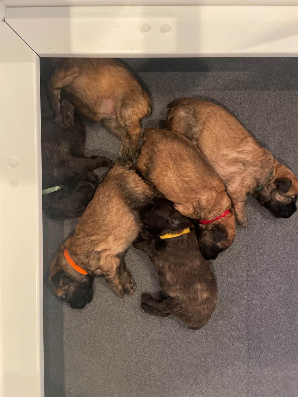 Bouvier des Flandres Puppies breeder image 9