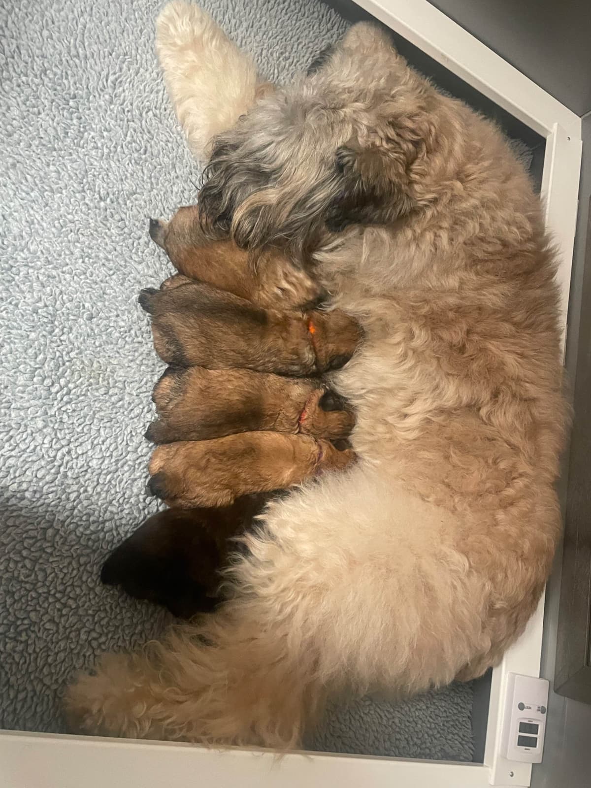 Bouvier des Flandres Puppies breeder image 10