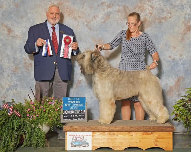 Bouvier des Flandres Puppies media 2