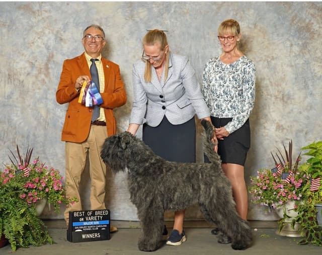 Bouvier des Flandres Puppies media 3