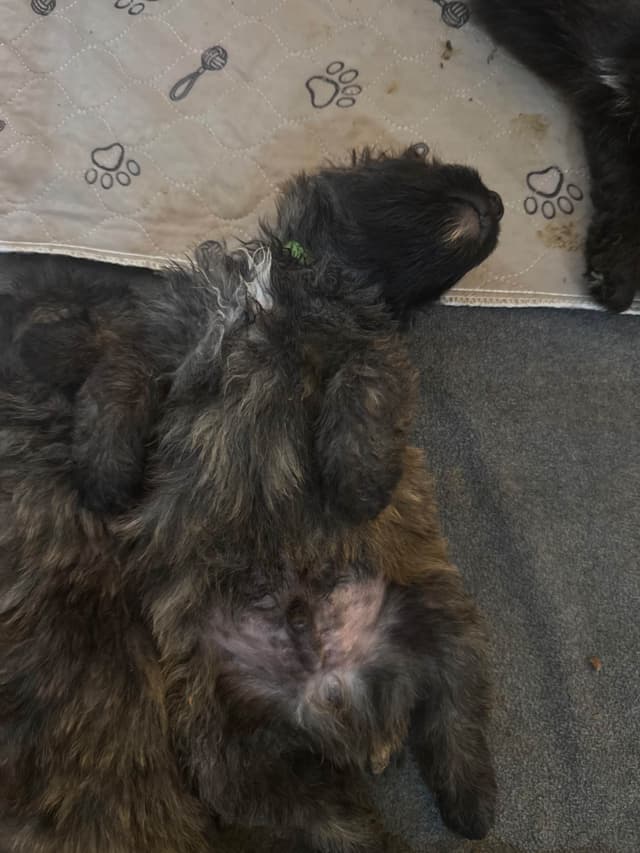 Bouvier des Flandres Puppies media 4