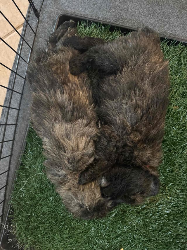 Bouvier des Flandres Puppies media 6