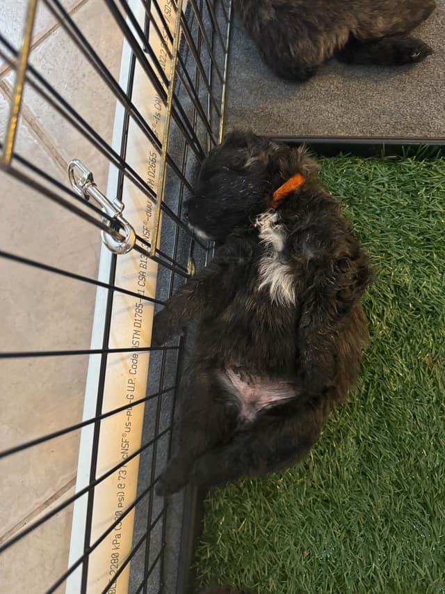 Bouvier des Flandres Puppies media 5