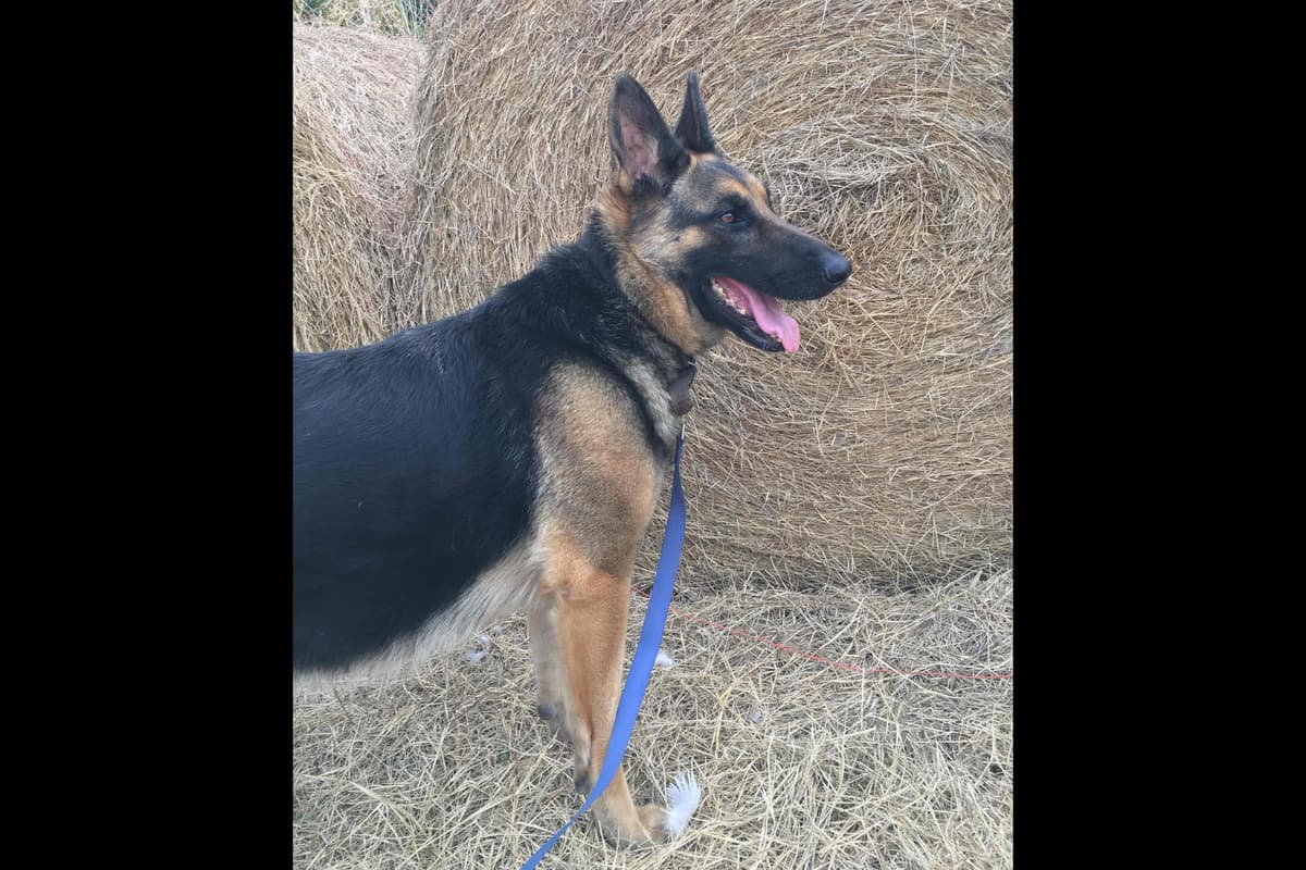 German Shepherd Dog Puppies breeder image 1