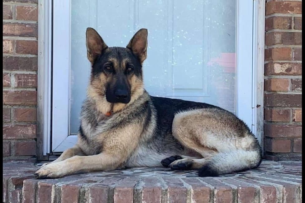 German Shepherd Dog Puppies breeder image 2