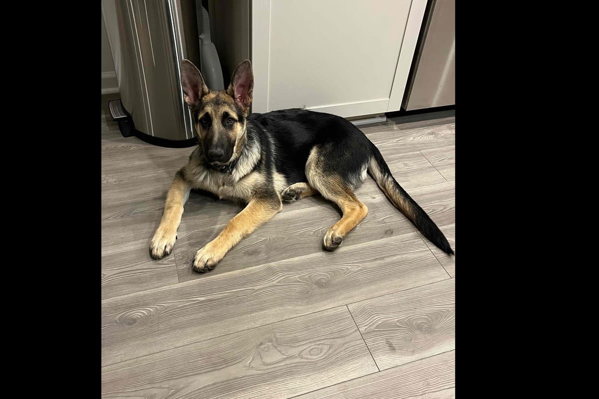 German Shepherd Dog Puppies breeder image 3