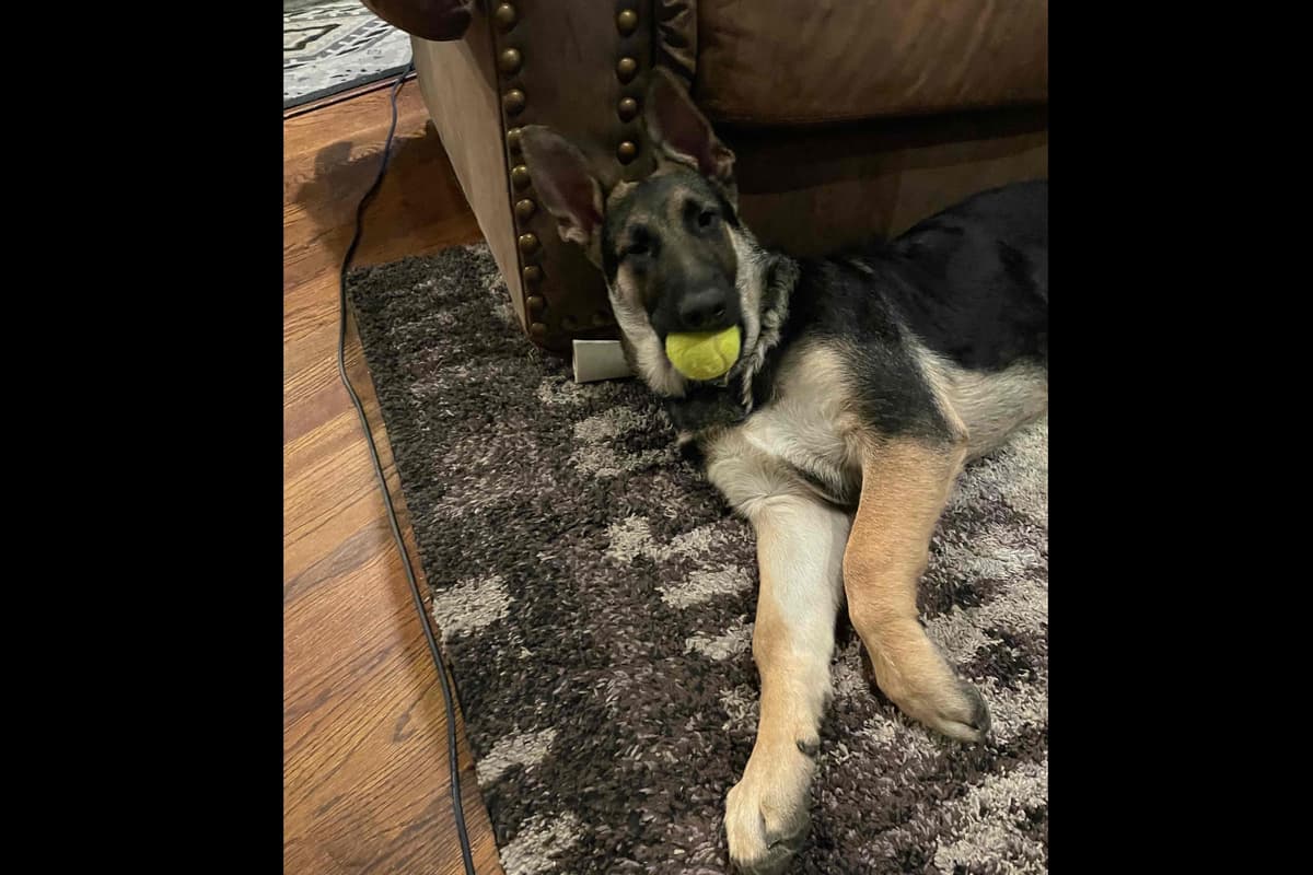 German Shepherd Dog Puppies breeder image 4