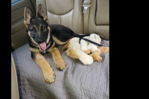 German Shepherd Dog Puppies breeder image 5