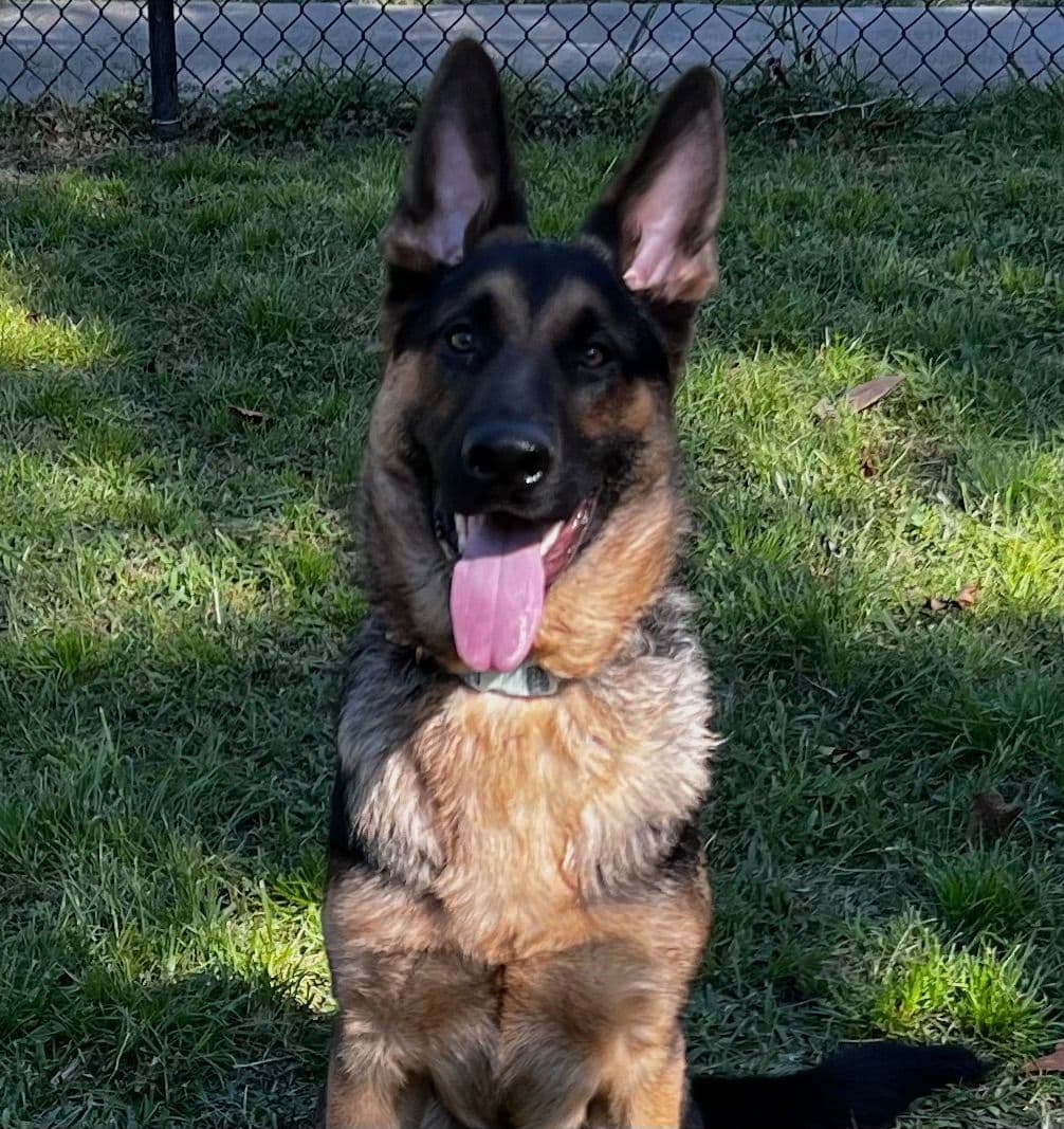 German Shepherd Dog Puppies breeder image 6