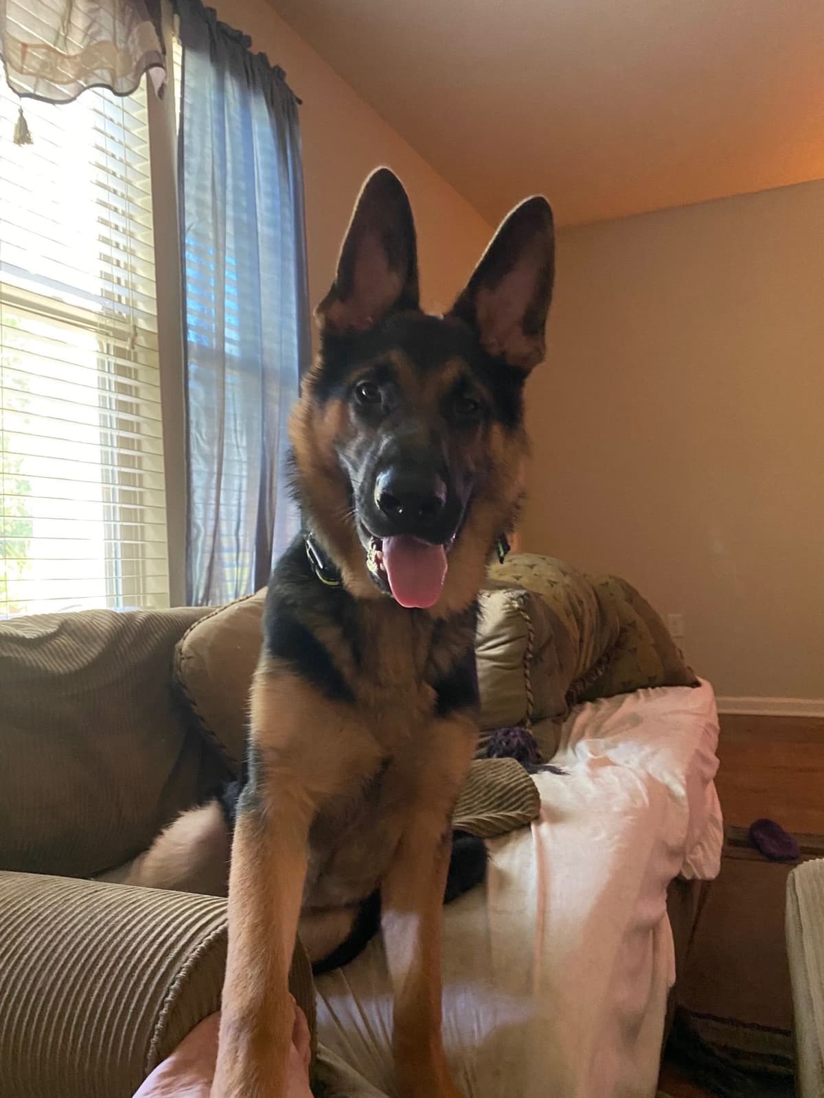 German Shepherd Dog Puppies breeder image 8