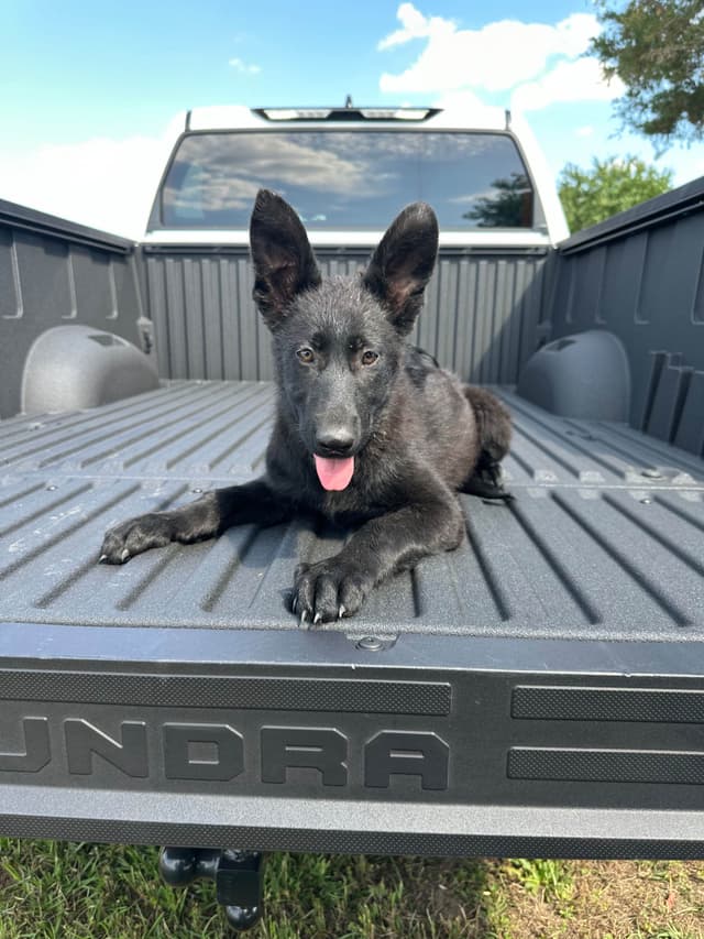 German Shepherd Dog Puppies media 2