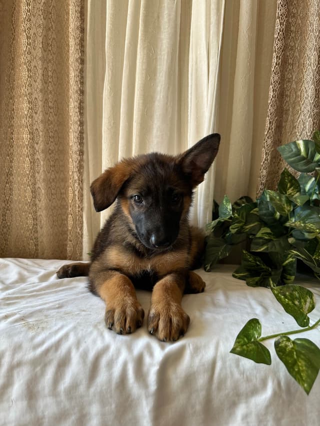 German Shepherd Dog Puppies media 2