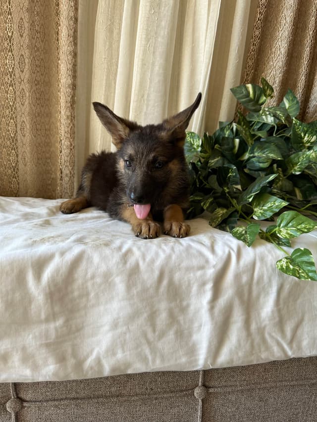 German Shepherd Dog Puppies media 3
