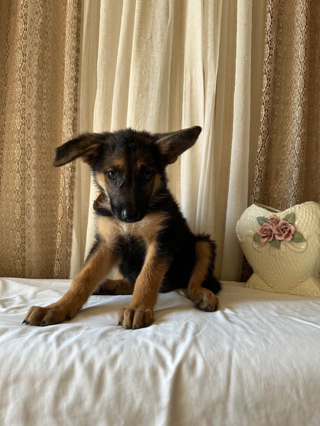 German Shepherd Dog Puppies media 4