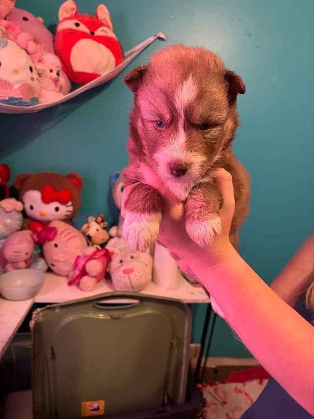 Siberian Husky Puppies media 4