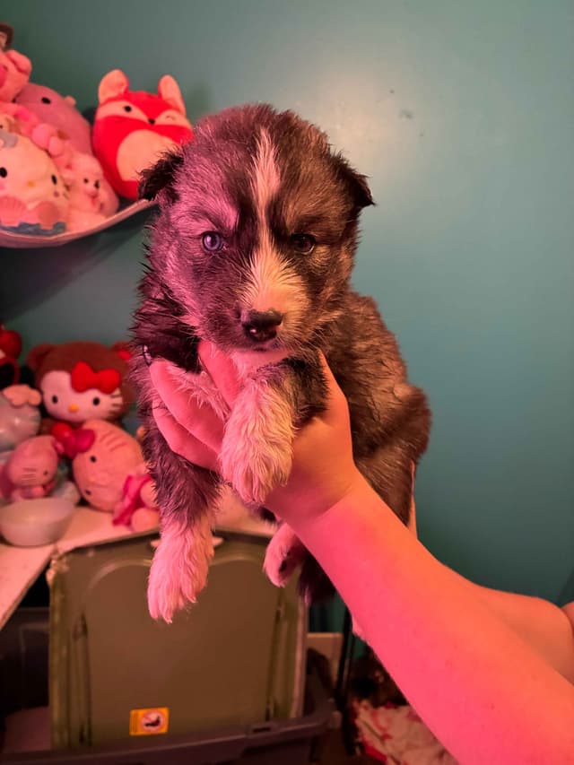 Siberian Husky Puppies media 3