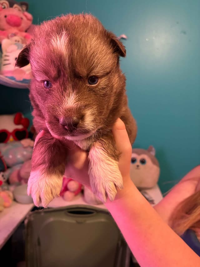Siberian Husky Puppies media 5