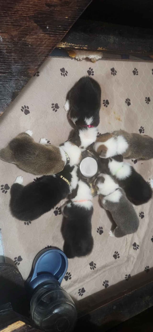 Pembroke Welsh Corgi Puppies media 2