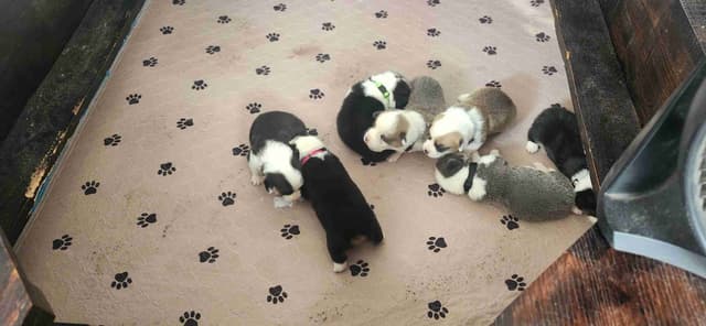 Pembroke Welsh Corgi Puppies media 3