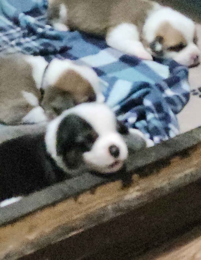 Pembroke Welsh Corgi Puppies media 4