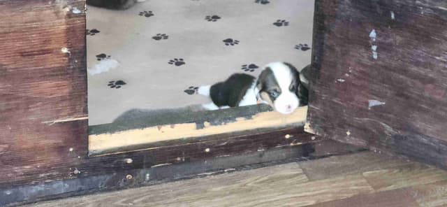 Pembroke Welsh Corgi Puppies media 5