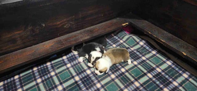 Pembroke Welsh Corgi Puppies media 7