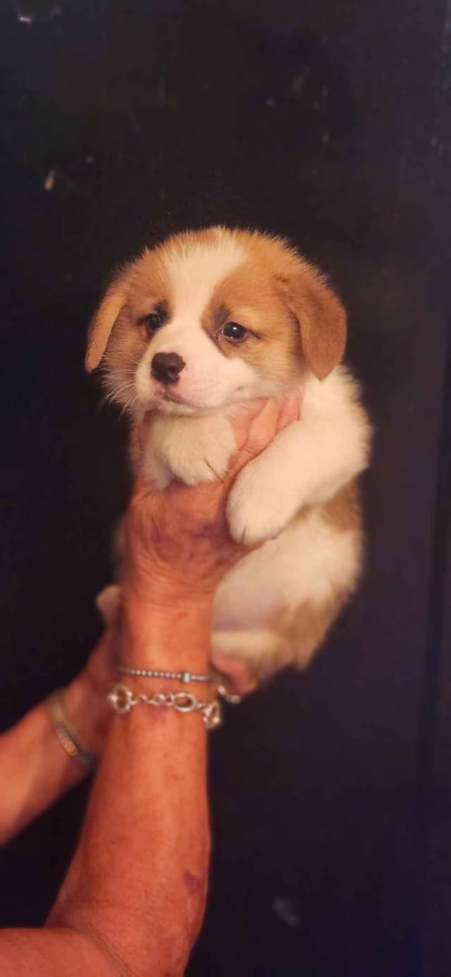 Pembroke Welsh Corgi Puppies media 2